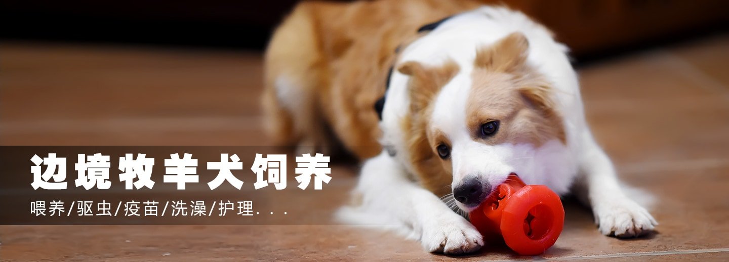 饲养