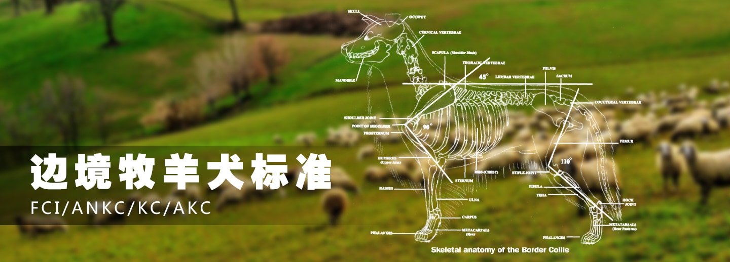 标准