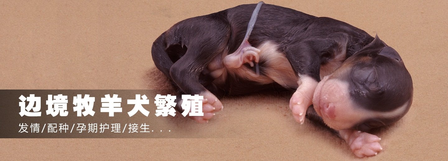 繁殖