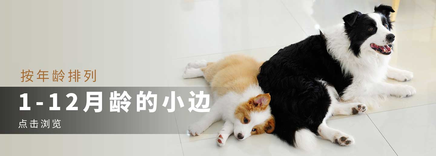 1-12个月幼犬