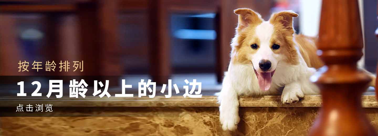 12月龄以上的小边